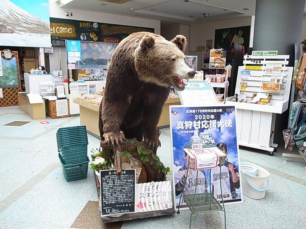 エゾヒグマ剥製　北海道剥製標本社作製　美品　送料込 エゾヒグマ剥製 北海道剥製標本社作製 美品 送料込 ヒグマの剥製に感動